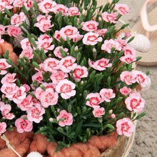 Afbeelding in Gallery-weergave laden, Anjers - Dianthus