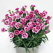 Afbeelding in Gallery-weergave laden, Anjers - Dianthus