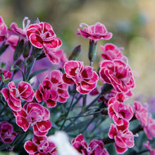 Afbeelding in Gallery-weergave laden, Anjers - Dianthus