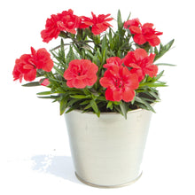 Afbeelding in Gallery-weergave laden, Anjers - Dianthus