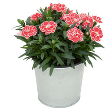 Afbeelding in Gallery-weergave laden, Anjers - Dianthus