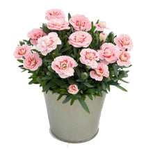 Afbeelding in Gallery-weergave laden, Anjers - Dianthus