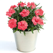 Afbeelding in Gallery-weergave laden, Anjers - Dianthus