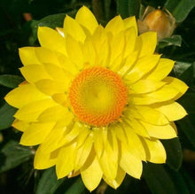 Afbeelding in Gallery-weergave laden, Argyranthemum frutescens