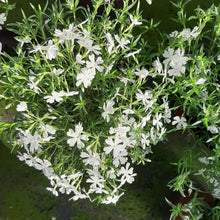 Afbeelding in Gallery-weergave laden, Phlox subulata