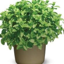 Afbeelding in Gallery-weergave laden, Mentha spicata. marokkaanse munt.