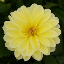 Afbeelding in Gallery-weergave laden, Dahlia