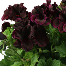 Afbeelding in Gallery-weergave laden, Franse geranium