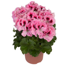 Afbeelding in Gallery-weergave laden, Franse geranium