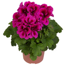 Afbeelding in Gallery-weergave laden, Franse geranium