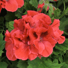 Afbeelding in Gallery-weergave laden, Franse geranium