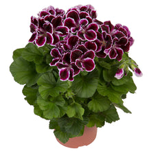 Afbeelding in Gallery-weergave laden, Franse geranium