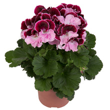 Afbeelding in Gallery-weergave laden, Franse geranium