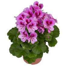 Afbeelding in Gallery-weergave laden, Franse geranium