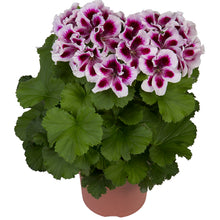 Afbeelding in Gallery-weergave laden, Franse geranium
