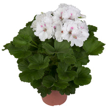 Afbeelding in Gallery-weergave laden, Franse geranium