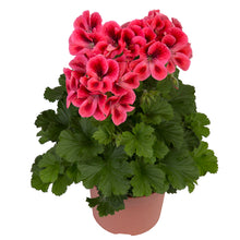 Afbeelding in Gallery-weergave laden, Franse geranium
