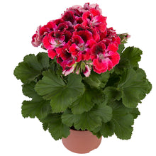 Afbeelding in Gallery-weergave laden, Franse geranium