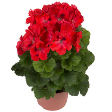 Afbeelding in Gallery-weergave laden, Franse geranium