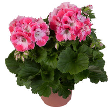 Afbeelding in Gallery-weergave laden, Franse geranium