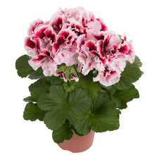 Afbeelding in Gallery-weergave laden, Franse geranium