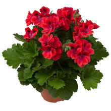 Afbeelding in Gallery-weergave laden, Franse geranium
