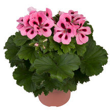 Afbeelding in Gallery-weergave laden, Franse geranium