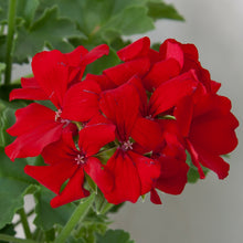 Afbeelding in Gallery-weergave laden, Pelargonium - halfhanger