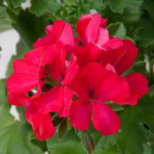Afbeelding in Gallery-weergave laden, Pelargonium - halfhanger