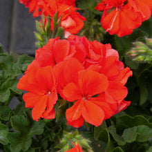 Afbeelding in Gallery-weergave laden, Pelargonium - halfhanger