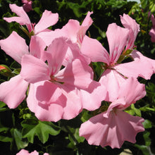 Afbeelding in Gallery-weergave laden, Pelargonium - halfhanger