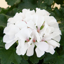 Afbeelding in Gallery-weergave laden, Pelargonium - halfhanger