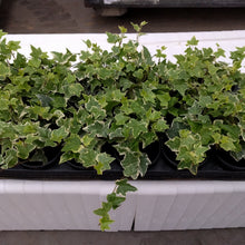 Afbeelding in Gallery-weergave laden, Hedera - Klimop