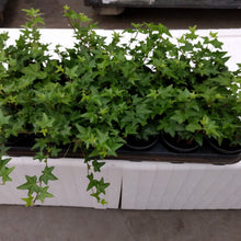 Afbeelding in Gallery-weergave laden, Hedera - Klimop