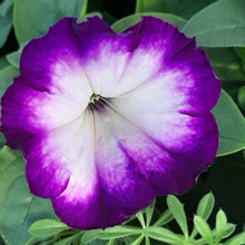 Afbeelding in Gallery-weergave laden, Petunia - enkel