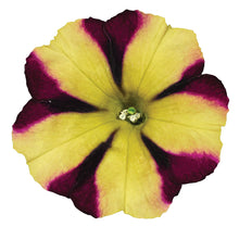 Afbeelding in Gallery-weergave laden, Petunia - enkel