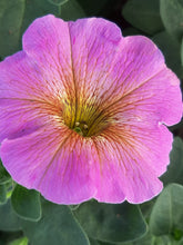 Afbeelding in Gallery-weergave laden, Petunia - enkel