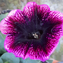Afbeelding in Gallery-weergave laden, Petunia - enkel
