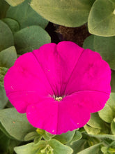Afbeelding in Gallery-weergave laden, Petunia - enkel