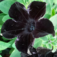 Afbeelding in Gallery-weergave laden, Petunia - enkel
