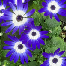 Afbeelding in Gallery-weergave laden, Senetti