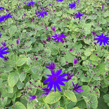 Afbeelding in Gallery-weergave laden, Senetti