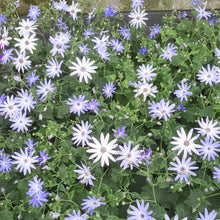 Afbeelding in Gallery-weergave laden, Senetti