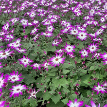 Afbeelding in Gallery-weergave laden, Senetti