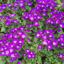 Afbeelding in Gallery-weergave laden, Senetti