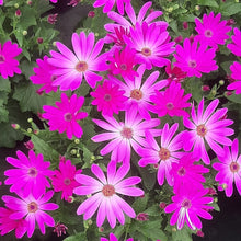 Afbeelding in Gallery-weergave laden, Senetti