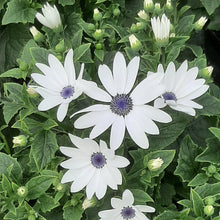 Afbeelding in Gallery-weergave laden, Senetti