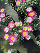 Afbeelding in Gallery-weergave laden, Argyranthemum frutescens
