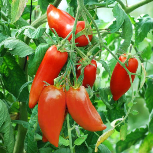 Tomatenplantje - Andine Cornue