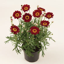 Afbeelding in Gallery-weergave laden, Argyranthemum frutescens
